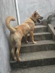 狗