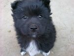 狗