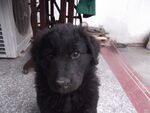 狗