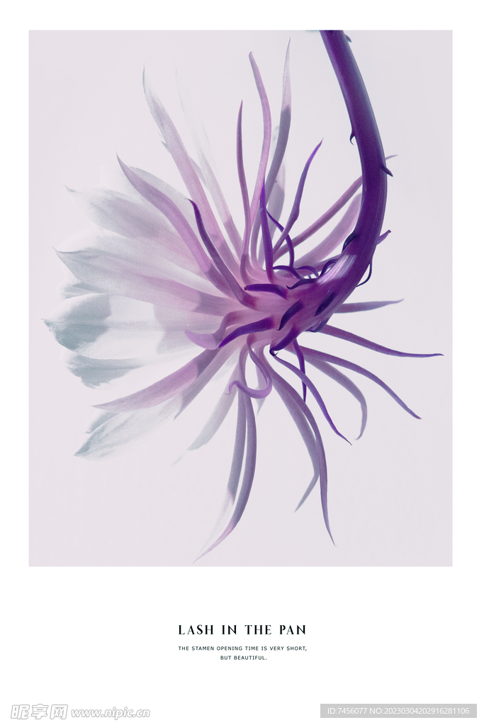 紫色花卉唯美挂画装饰画