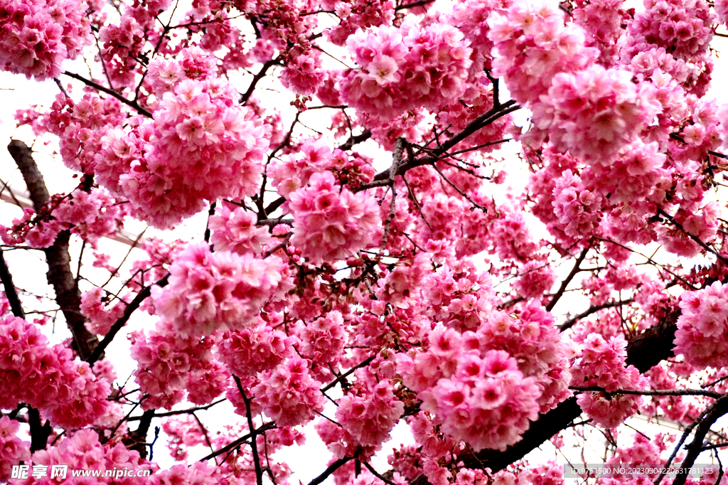 樱花
