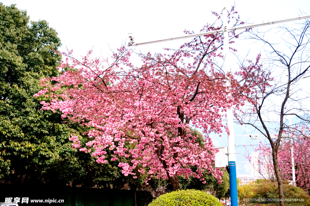 樱花