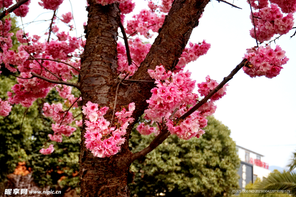 樱花