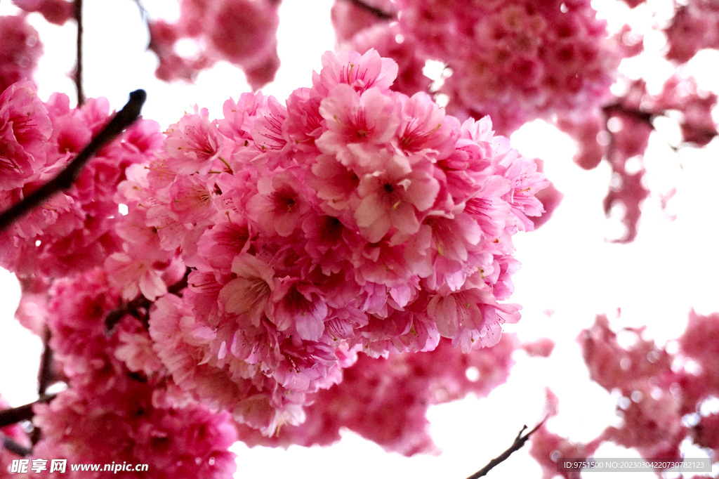 樱花