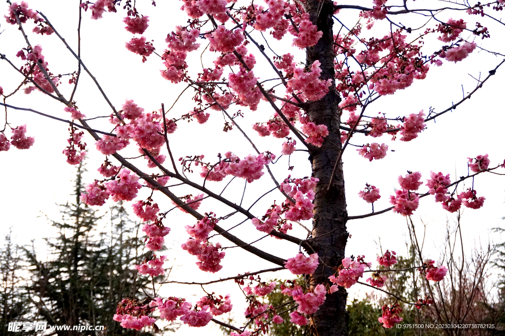 樱花