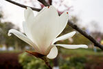 玉兰花
