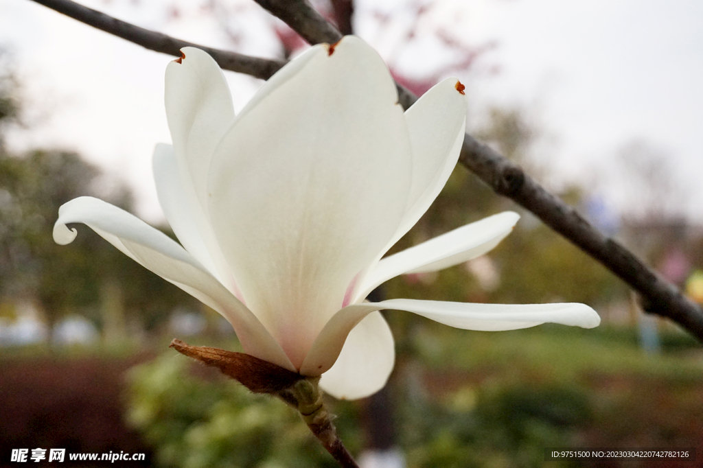 玉兰花