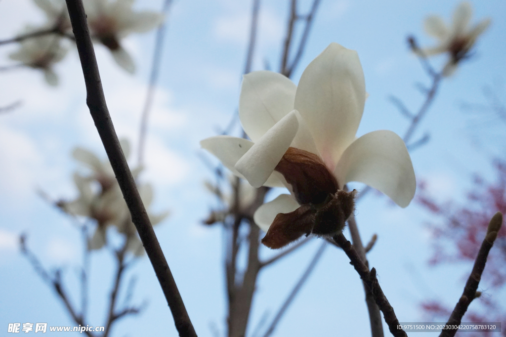 玉兰花