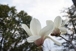 玉兰花