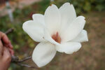玉兰花