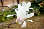 玉兰花