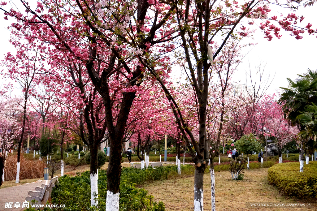 樱花