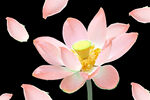 清明节素材          