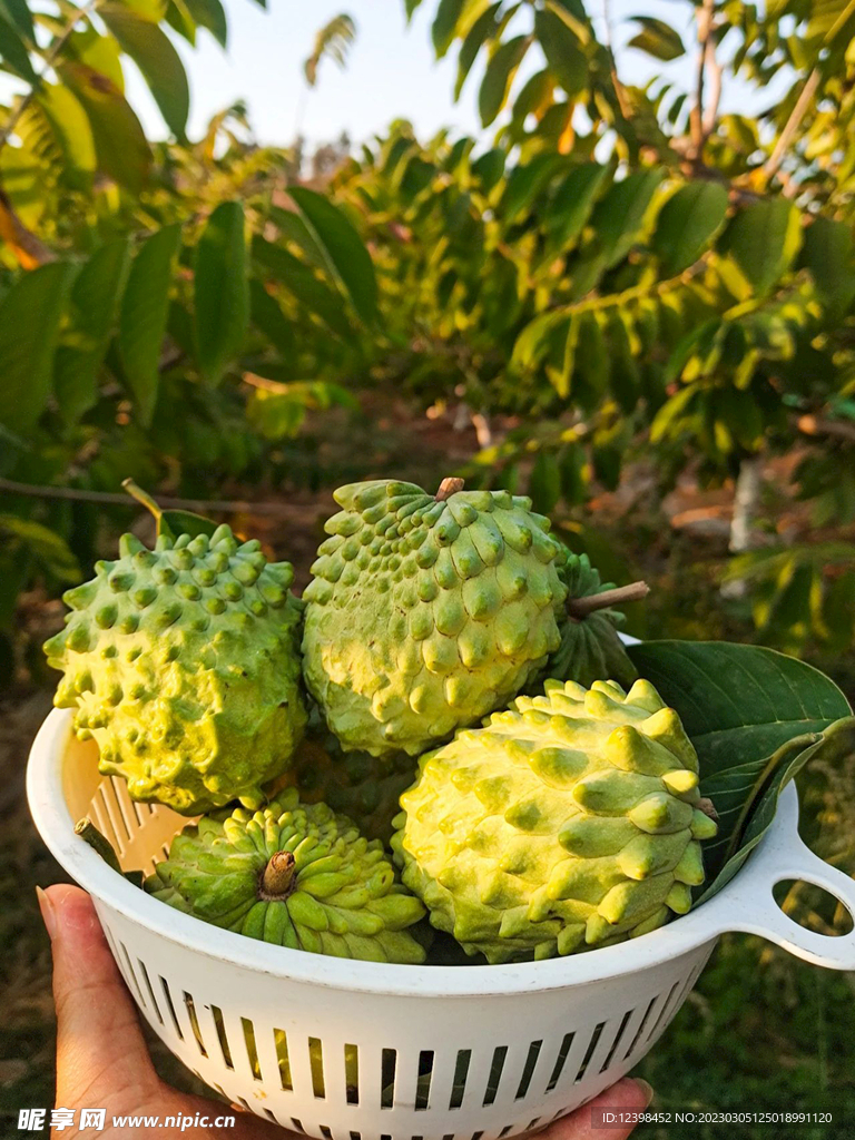 释迦果