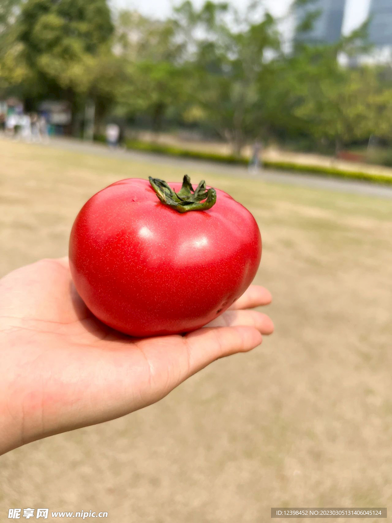 番茄