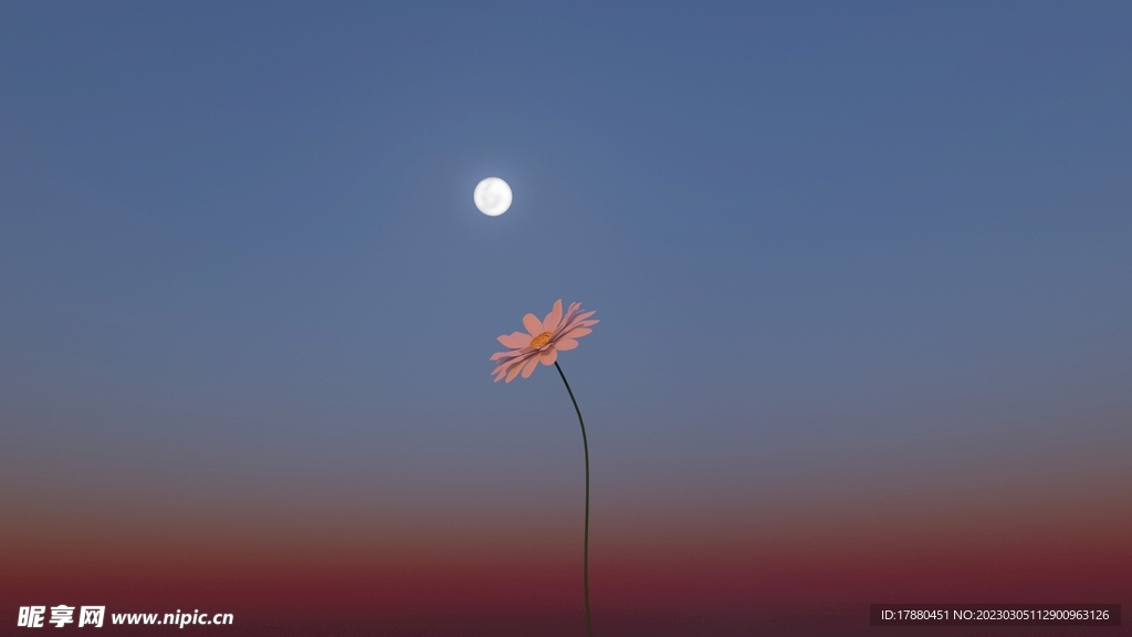 月亮与花朵