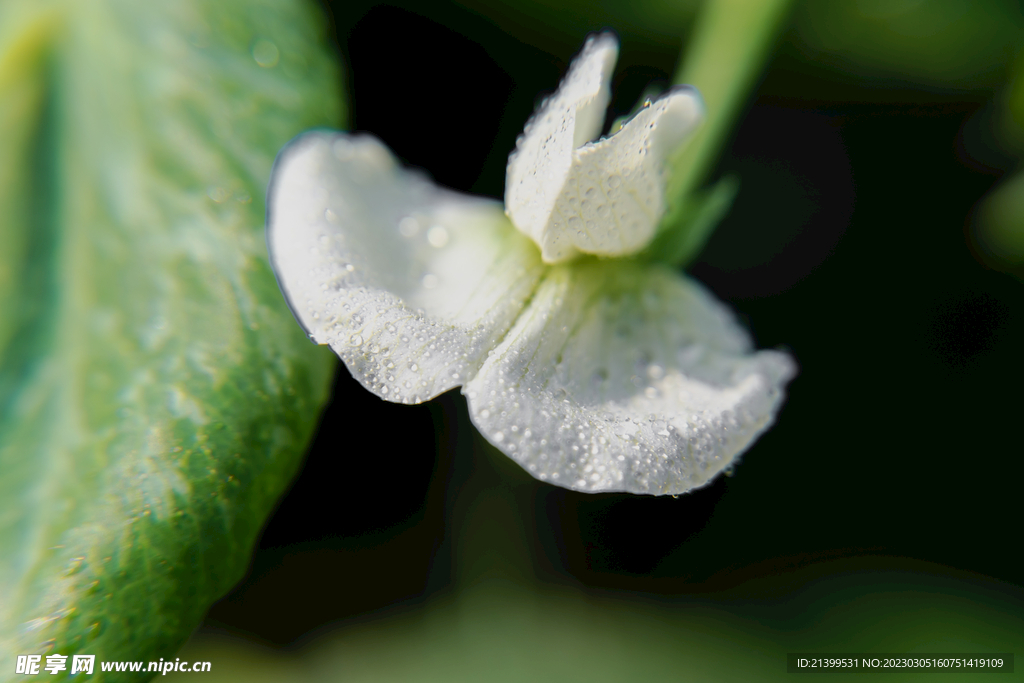 豌豆花