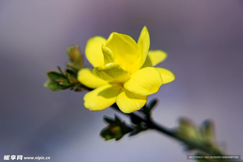 迎春花