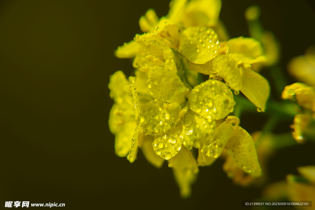 白菜花特写