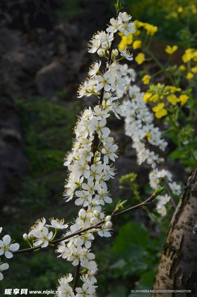 梨花