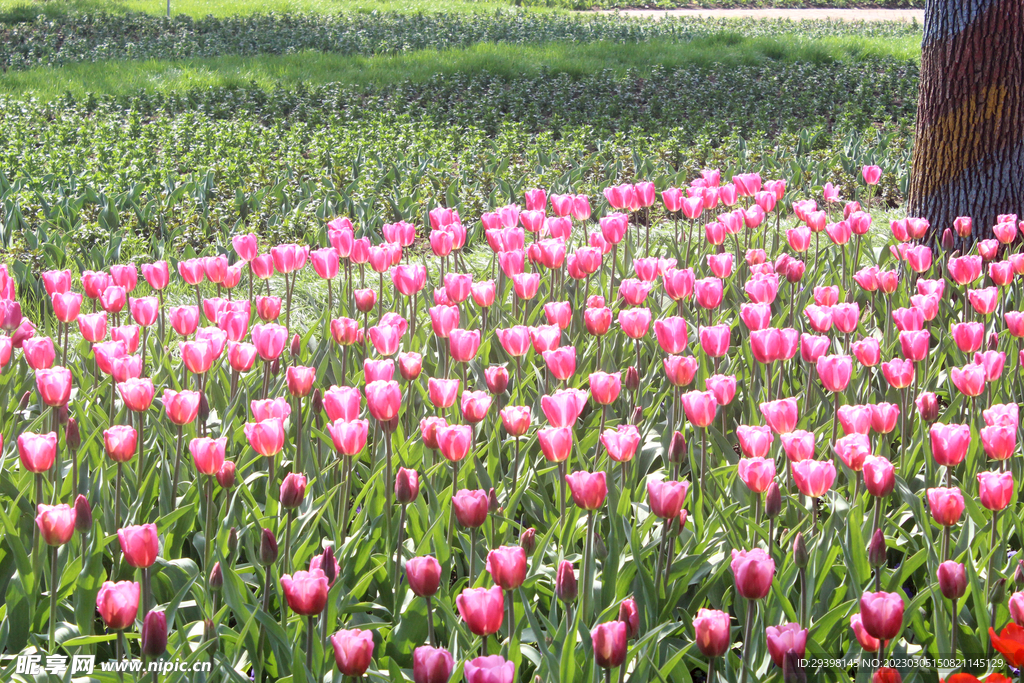 郁金香花海