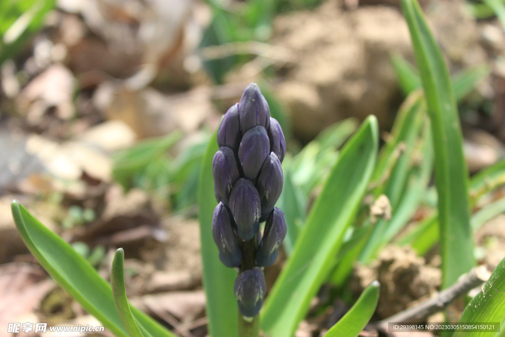 风信子花苞