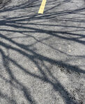 道路树木投影