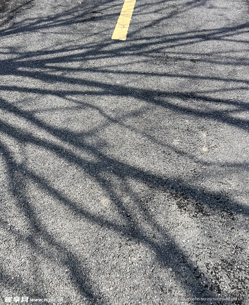 道路树木投影