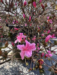 杜鹃花