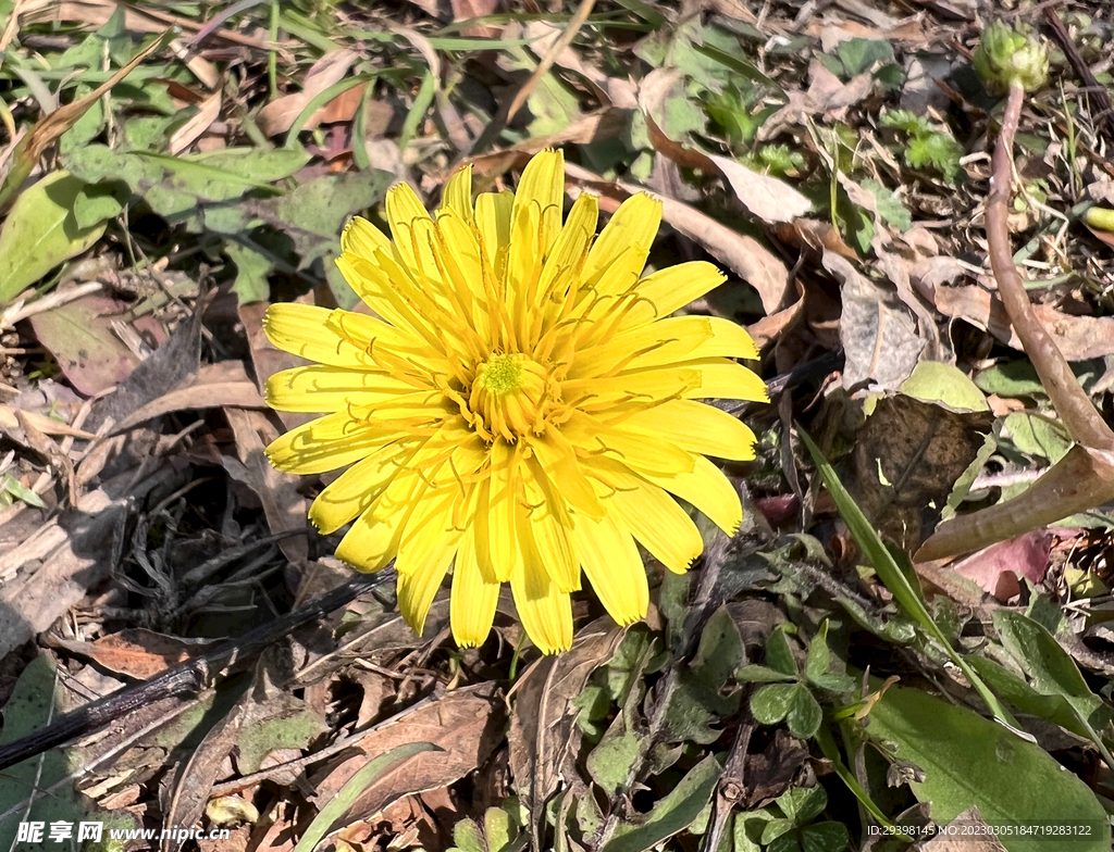 野花