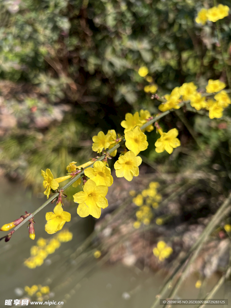 迎春花
