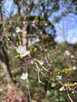 白色小花
