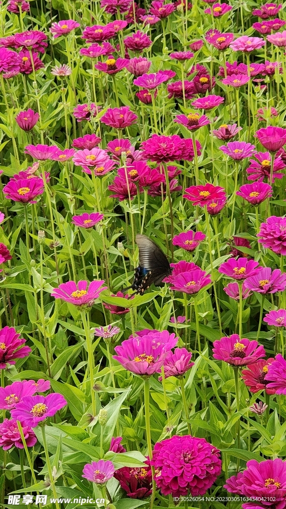 夏季风情园花海中蝴蝶在采蜜