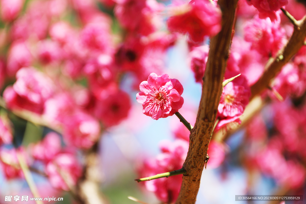 桃花