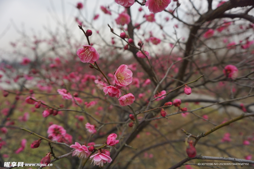 红色梅花