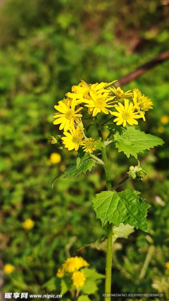 一株菊花