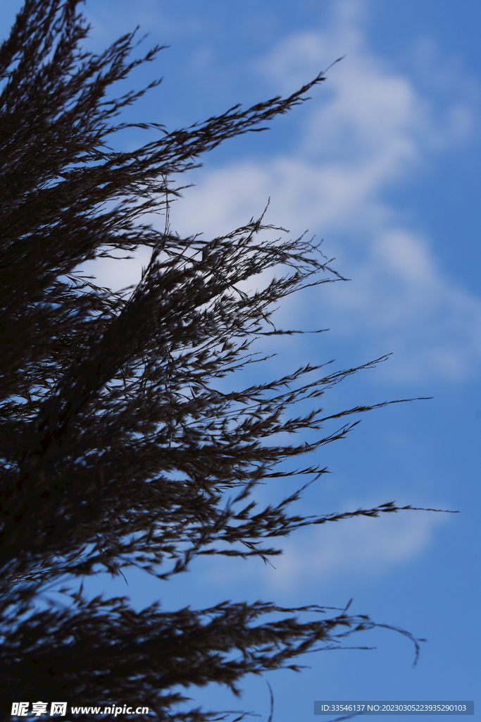 草堆里的天空 