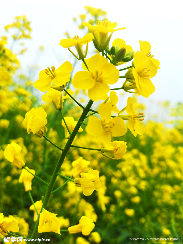 油菜花