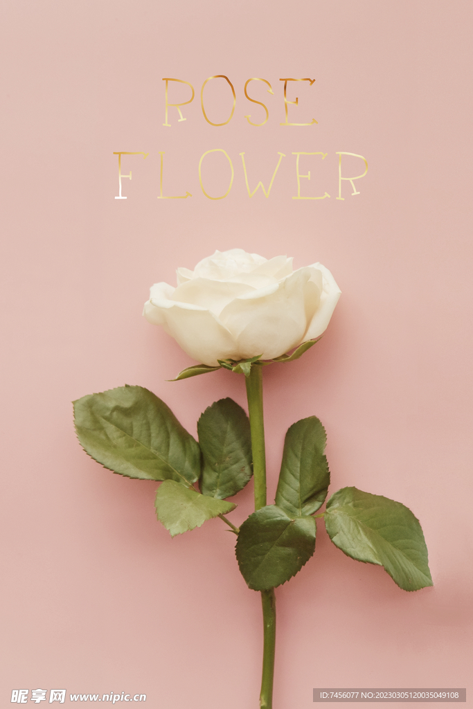 白玫瑰花卉花束挂画装饰画