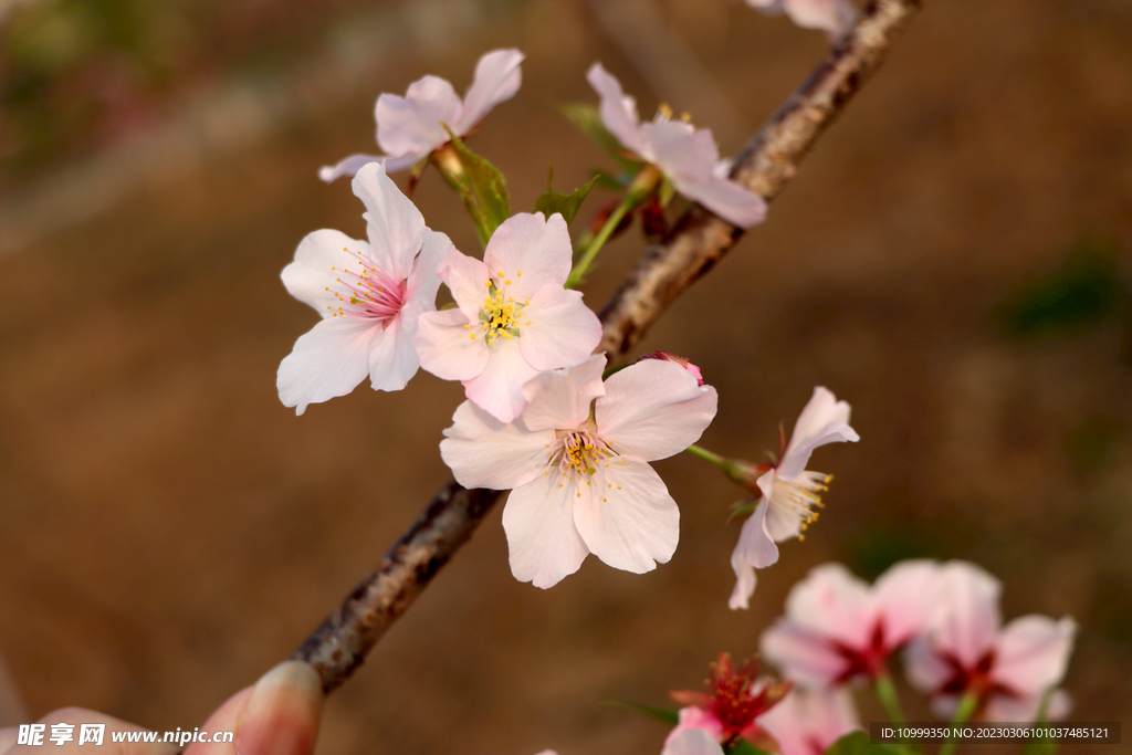樱花