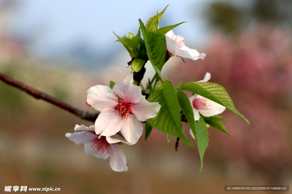 樱花