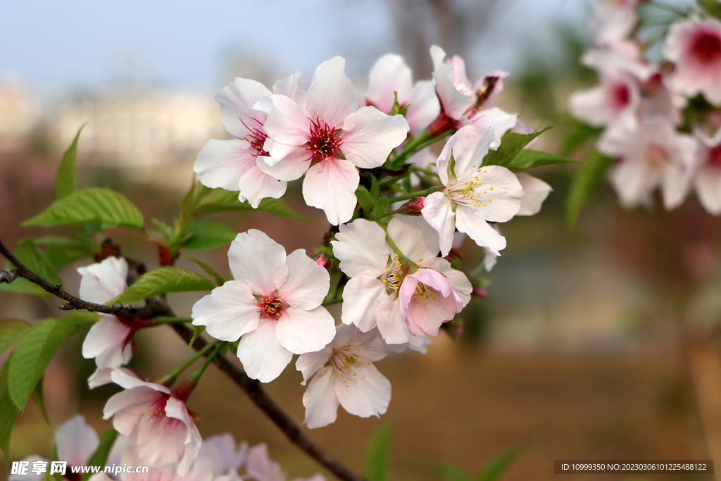 樱花