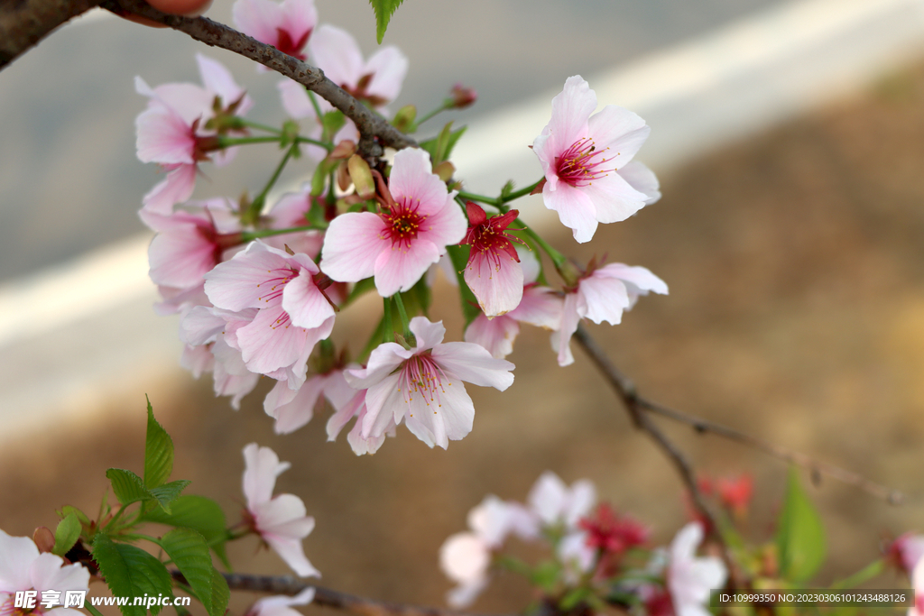 樱花