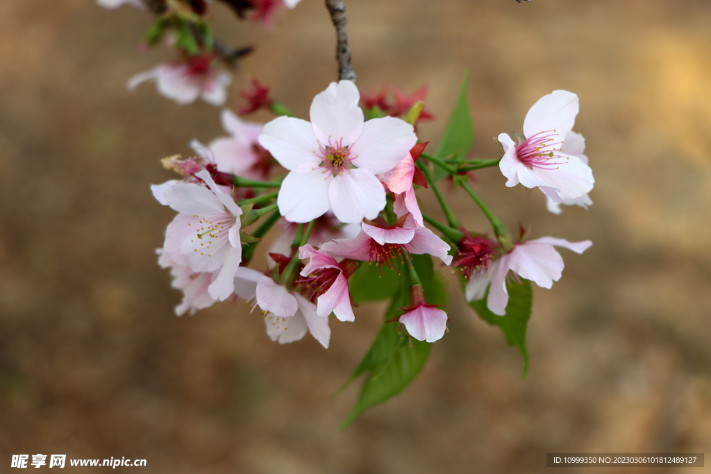 樱花