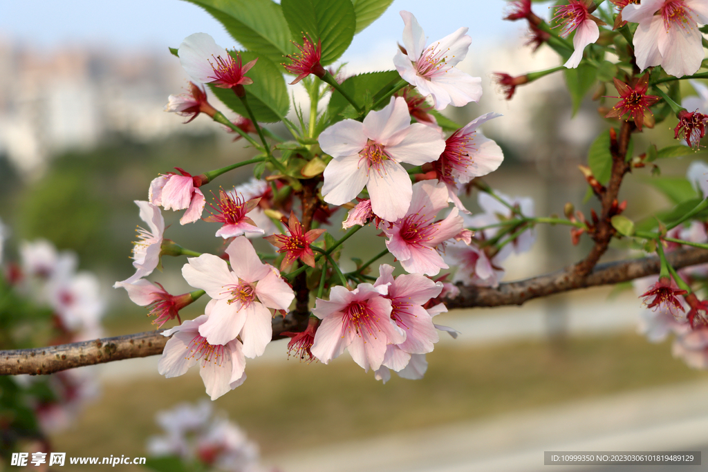 樱花