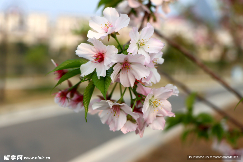 樱花