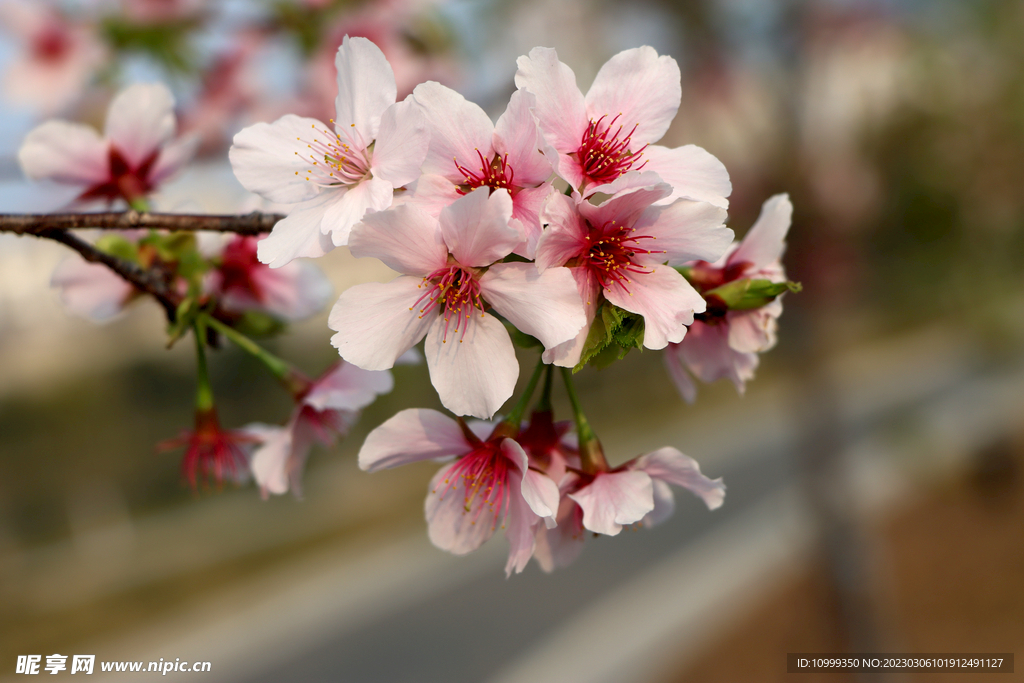 樱花