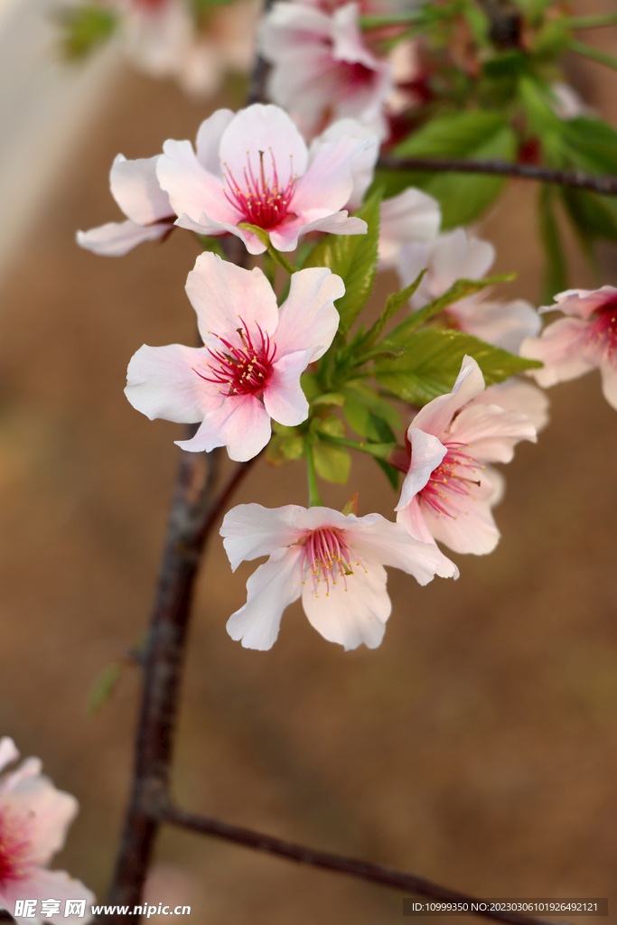 樱花