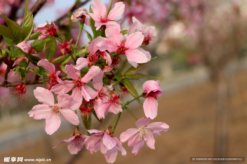 樱花