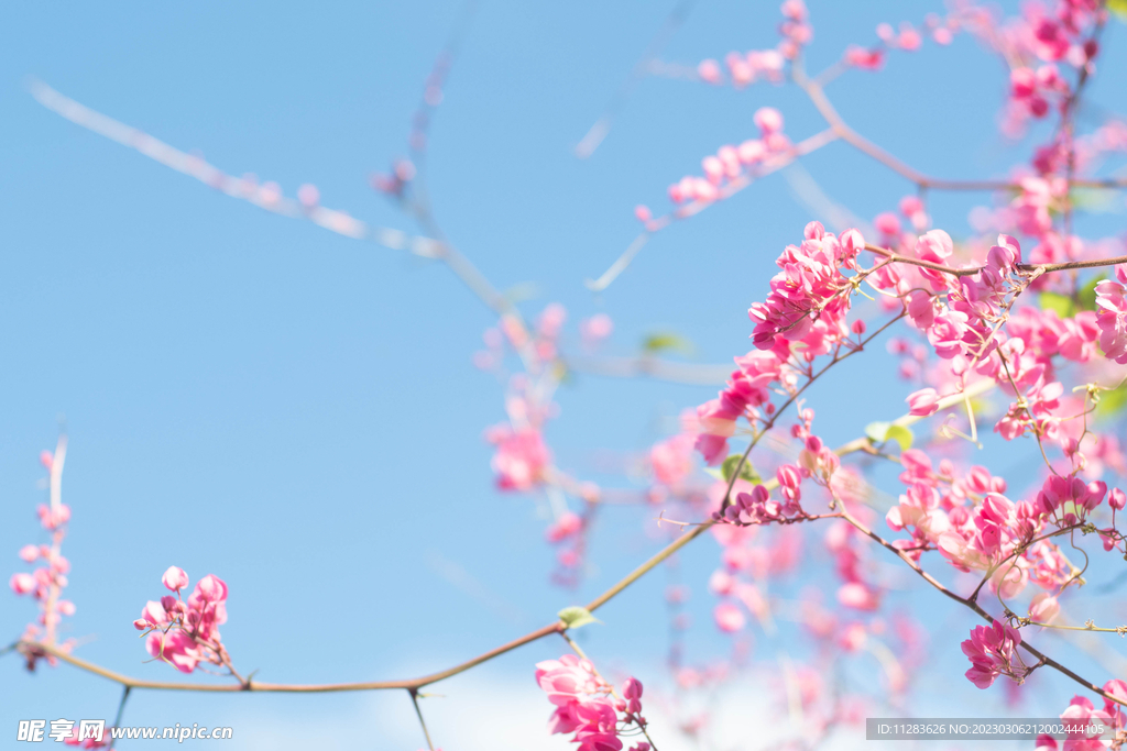 唯美鲜花壁纸